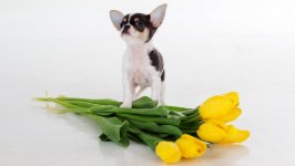 Desktop wallpaper. Dogs. ID:110325