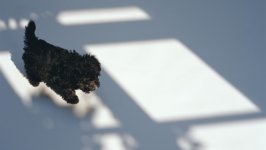 Desktop wallpaper. Dogs. ID:110531