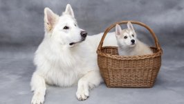 Desktop wallpaper. Dogs. ID:110666