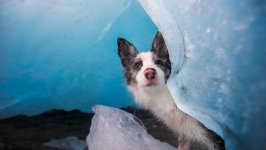 Desktop wallpaper. Dogs. ID:110668