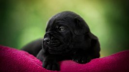 Desktop wallpaper. Dogs. ID:110954