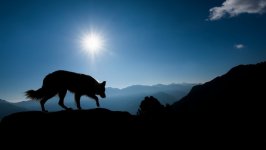 Desktop wallpaper. Dogs. ID:110992