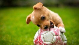 Desktop wallpaper. Dogs. ID:111021