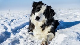 Desktop wallpaper. Dogs. ID:111140