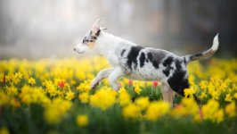 Desktop wallpaper. Dogs. ID:111243