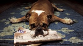 Desktop wallpaper. Dogs. ID:111389