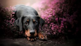 Desktop wallpaper. Dogs. ID:111473