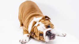 Desktop wallpaper. Dogs. ID:111488