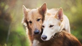 Desktop wallpaper. Dogs. ID:112115