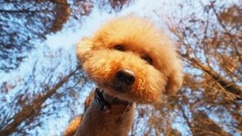 Desktop wallpaper. Dogs. ID:112287