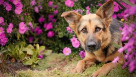 Desktop wallpaper. Dogs. ID:113591
