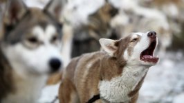 Desktop wallpaper. Dogs. ID:114390