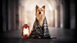 Desktop wallpaper. Dogs. ID:114747