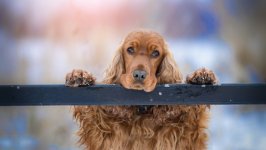 Desktop wallpaper. Dogs. ID:114842