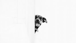 Desktop wallpaper. Dogs. ID:115179