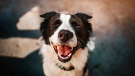 Desktop wallpaper. Dogs. ID:115365