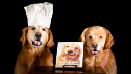 Desktop wallpaper. Dogs. ID:115710