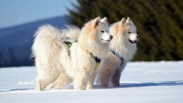 Desktop wallpaper. Dogs. ID:115791