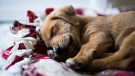 Desktop image. Dogs. ID:115837