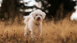 Desktop wallpaper. Dogs. ID:116076