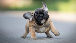 Desktop wallpaper. Dogs. ID:116143