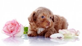 Desktop wallpaper. Dogs. ID:116413
