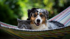 Desktop wallpaper. Dogs. ID:116846