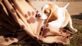 Desktop wallpaper. Dogs. ID:116931