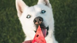 Desktop wallpaper. Dogs. ID:117149