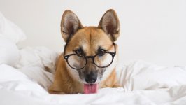 Desktop wallpaper. Dogs. ID:117150