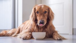 Desktop wallpaper. Dogs. ID:117202