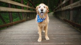 Desktop wallpaper. Dogs. ID:117231