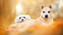 Desktop wallpaper. Dogs. ID:117455
