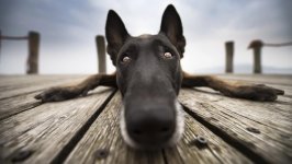 Desktop wallpaper. Dogs. ID:117559