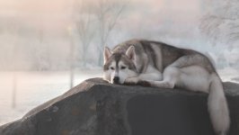 Desktop wallpaper. Dogs. ID:117560