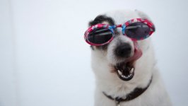 Desktop wallpaper. Dogs. ID:117968