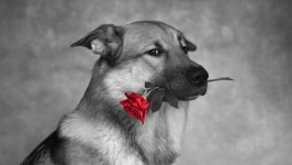 Desktop wallpaper. Dogs. ID:118581