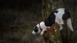 Desktop wallpaper. Dogs. ID:118637