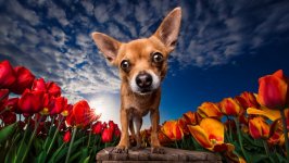 Desktop wallpaper. Dogs. ID:119204