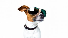 Desktop wallpaper. Dogs. ID:119484