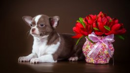 Desktop wallpaper. Dogs. ID:119768