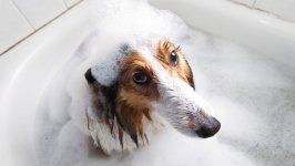 Desktop wallpaper. Dogs. ID:120073