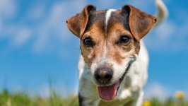 Desktop wallpaper. Dogs. ID:120178
