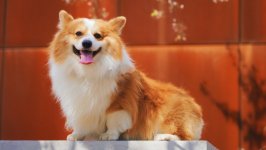Desktop wallpaper. Dogs. ID:120489