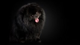 Desktop wallpaper. Dogs. ID:120641