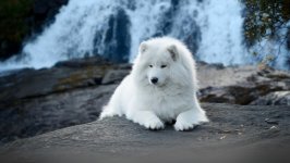 Desktop wallpaper. Dogs. ID:120785