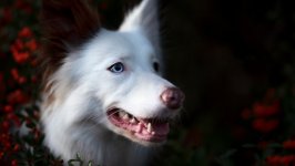 Desktop wallpaper. Dogs. ID:121683