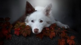 Desktop wallpaper. Dogs. ID:121685