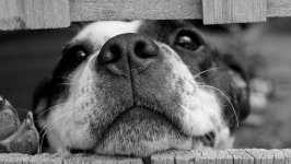 Desktop wallpaper. Dogs. ID:121733