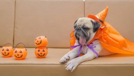 Desktop wallpaper. Dogs. ID:121920